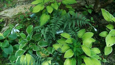 Ferns - July 28, 2017