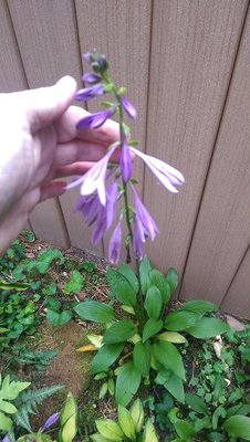 green rectifolia weeding - July 28, 2017