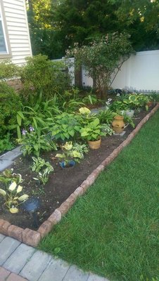 New Hosta Bed - August 3, 2017