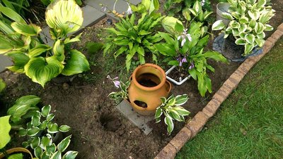 New Garden with Scooter in the pot - August 8, 2017