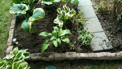 New Front Garden - August 10, 2017