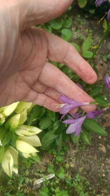 Emerald Necklace - August 10, 2017