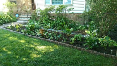 New Front Garden - August 11, 2017