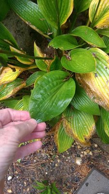 Back Lawn Garden weedling #3 - August 12, 2017