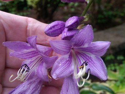 Back Lawn Garden weedling #3 - August 12, 2017