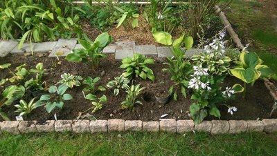 right side &quot;New Front Garden&quot; - August 15, 2017