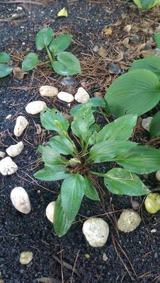 Shiny gravel weedling - August 17, 2017