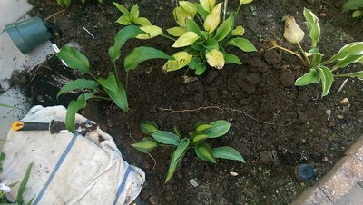 New Front Garden with pycnophylla - August 21, 2017