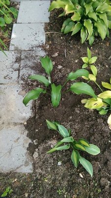 New Garden pycnophylla - August 21, 2017