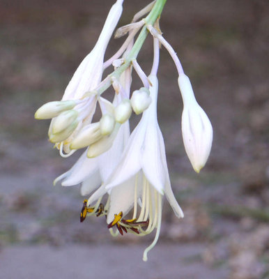 P1160353_kikutii_flower_crop.jpg