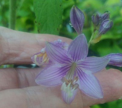 weedling next to Miss Jody's Special - August 30, 2017