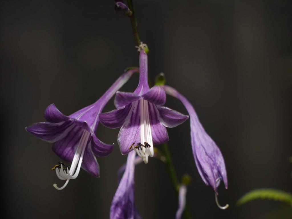 Resize of P1100135_clausa_flowers.JPG