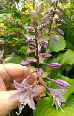 longipes f. latifolia - September 6, 2017