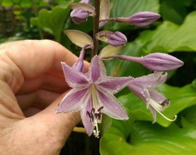 longipes f. latifolia - September 6, 2017