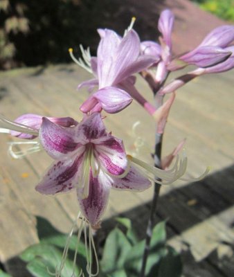 Flower detail