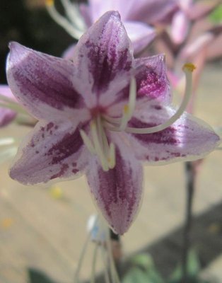 Close up flower detail