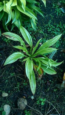 montana wild variegated - September 18, 2017