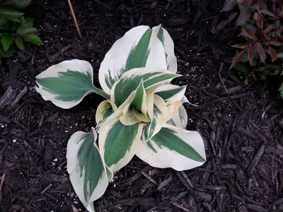 Hosta #1