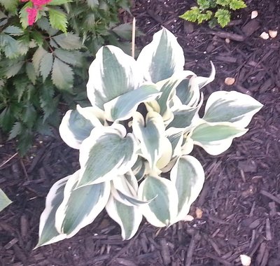 Hosta #2