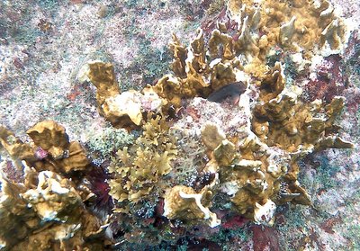 Coral with red-lipped blenny