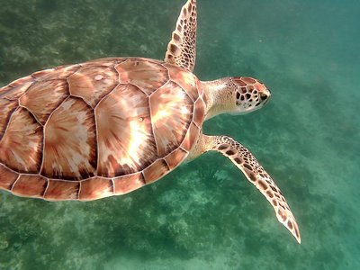 Green turtle close-up!