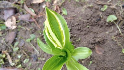 Front Lawn Weedling V-3 - April 29, 2018