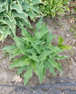 front lawn weedling V2 - May 5, 2018