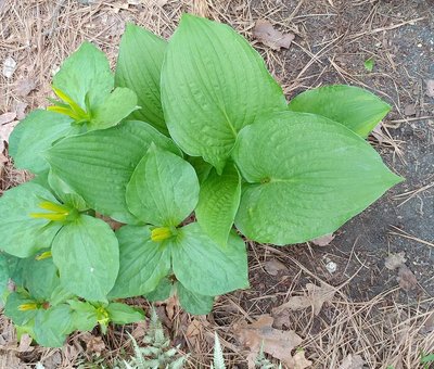 trillium and weedling - May 6, 2018