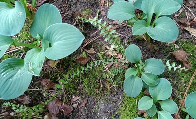 small fern with Blue Mouse Ears - May 30, 2018