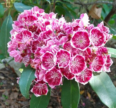 Mountain Laurel might be &quot;Kaleidoscope&quot; - June 8, 2018