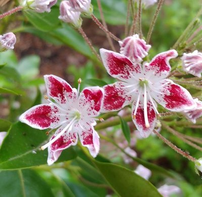 Mountain Laurel &quot;Galaxy&quot; - June 8, 2018