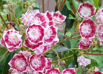 Mountain Laurel &quot;Pinwheel&quot; - June 8, 2018