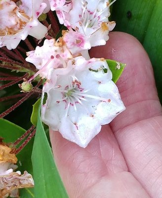 Mountain Laurel - June 8, 2018