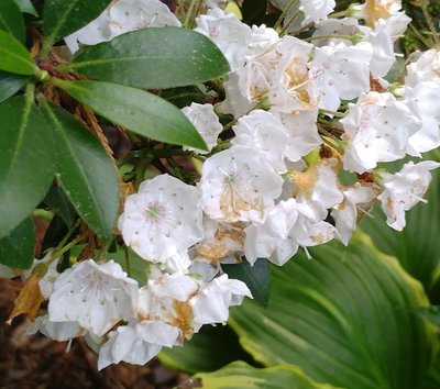 Mountain Laurel &quot;Dwarf Elf&quot; - June 8, 2018