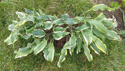 Front Lawn Garden - June 10, 2018