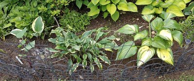 Front Lawn Garden - June 10, 2018