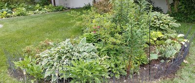 Front Lawn Garden - June 10, 2018