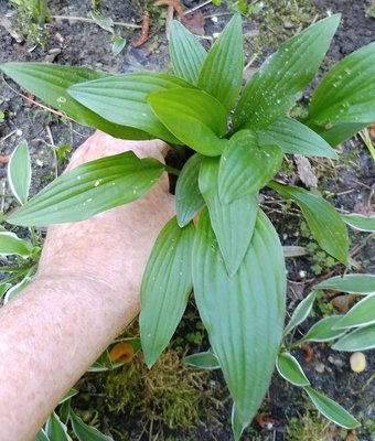 rectifolia weedling - June 14, 2018