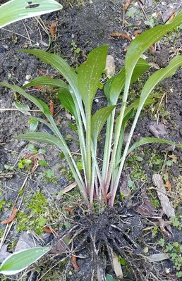 rectifolia weedling - June 14, 2018