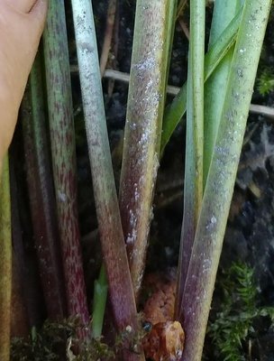 rectifolia weedling - June 14, 2018