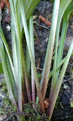 rectifolia weedling - June 14, 2018