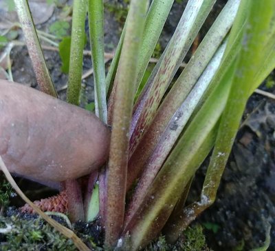 rectifolia weedling - June 14, 2018