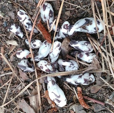 Indian Pipes - July 15, 2018