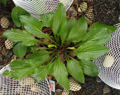 shiny leaf yingeri type