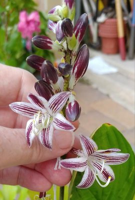 Red Flowered Hosta - August 27, 2018