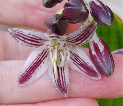 Red Flowered Hosta - August 27, 2018