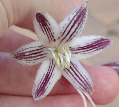 Red Flowered Hosta - August 28, 2018