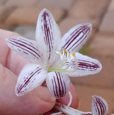 Red Flowered Hosta - September 1, 2018