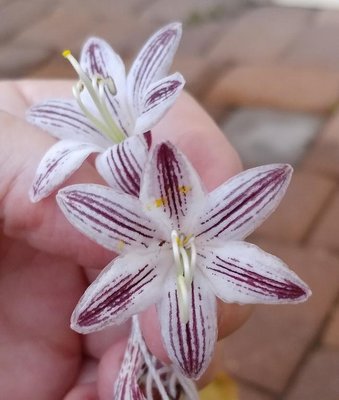 Red Flowered Hosta - September 1, 2018