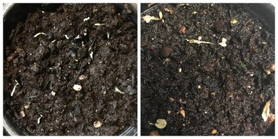 Picture on the left is germination Nov. 1, picture on the right is beginning of Crash and Burn Nov.21
